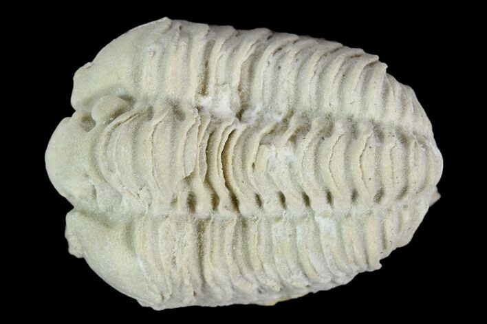 Calymene Celebra Trilobite - Illinois #126830